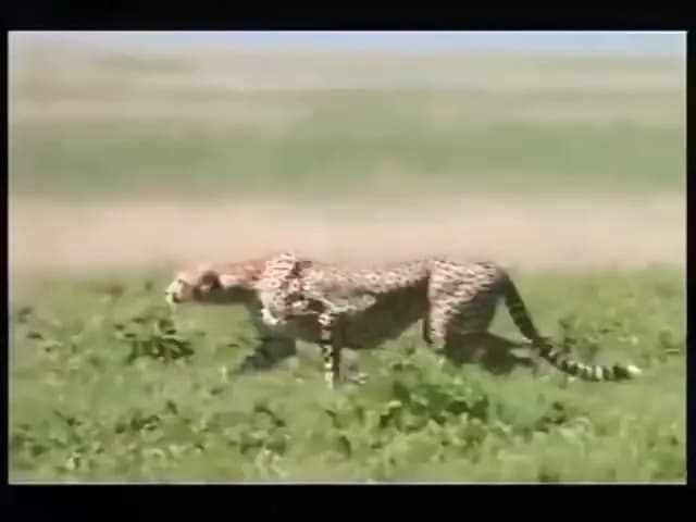 Z jaką prędkością biega gepard? Odkryj jego niesamowite możliwości