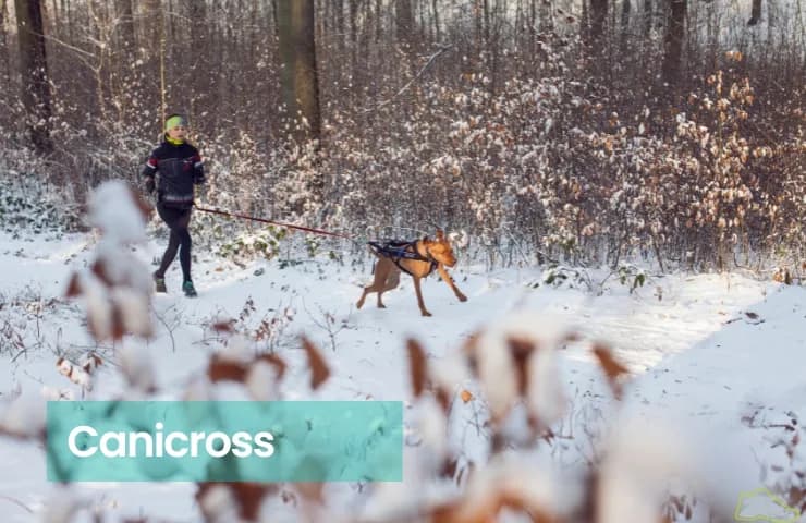 Jak zacząć biegać z psem: bezpieczne porady i sprawdzone metody